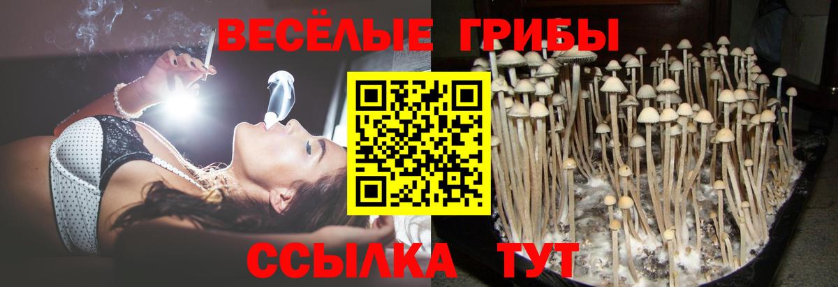 Псилоцибиновые грибы GOLDEN TEACHER Рославль